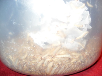 download waxworms for sale