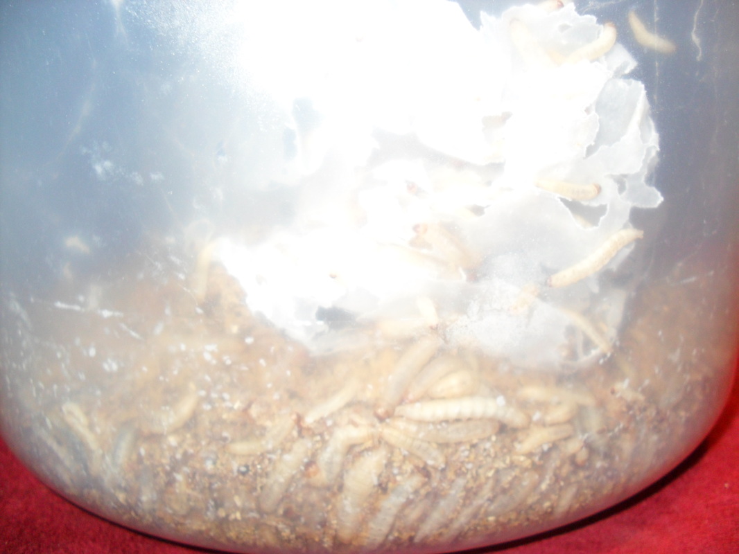 download wax worms for leopard geckos